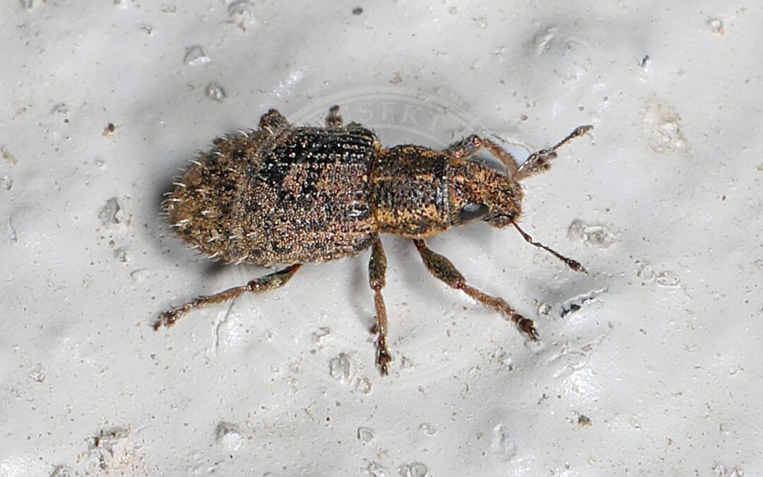 Her ses et billede af arten Kløverbladrandbille (Sitona hispidulus). Fotoet er taget af Judy Gallagher og hentet fra Wikimedia Commons (CC BY 2.0).