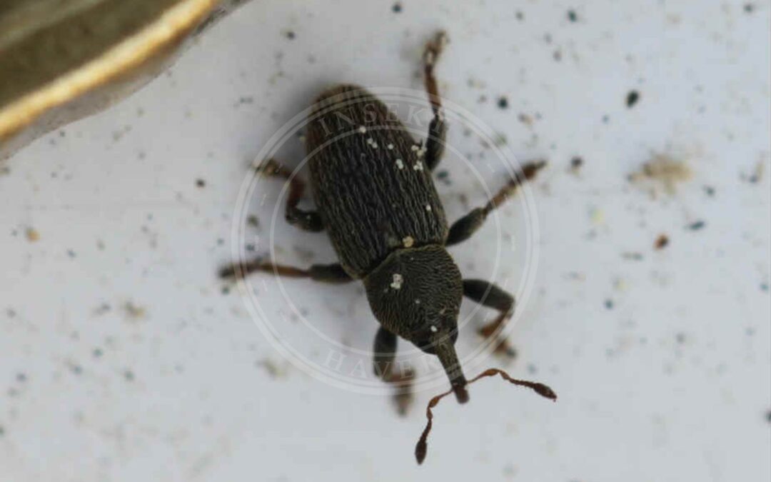 Her ses et billede af arten Kløverfrøgnaver (Tychius picirostris). Fotoet er taget af Slimguy og hentet fra Wikimedia Commons (CC BY 4.0).