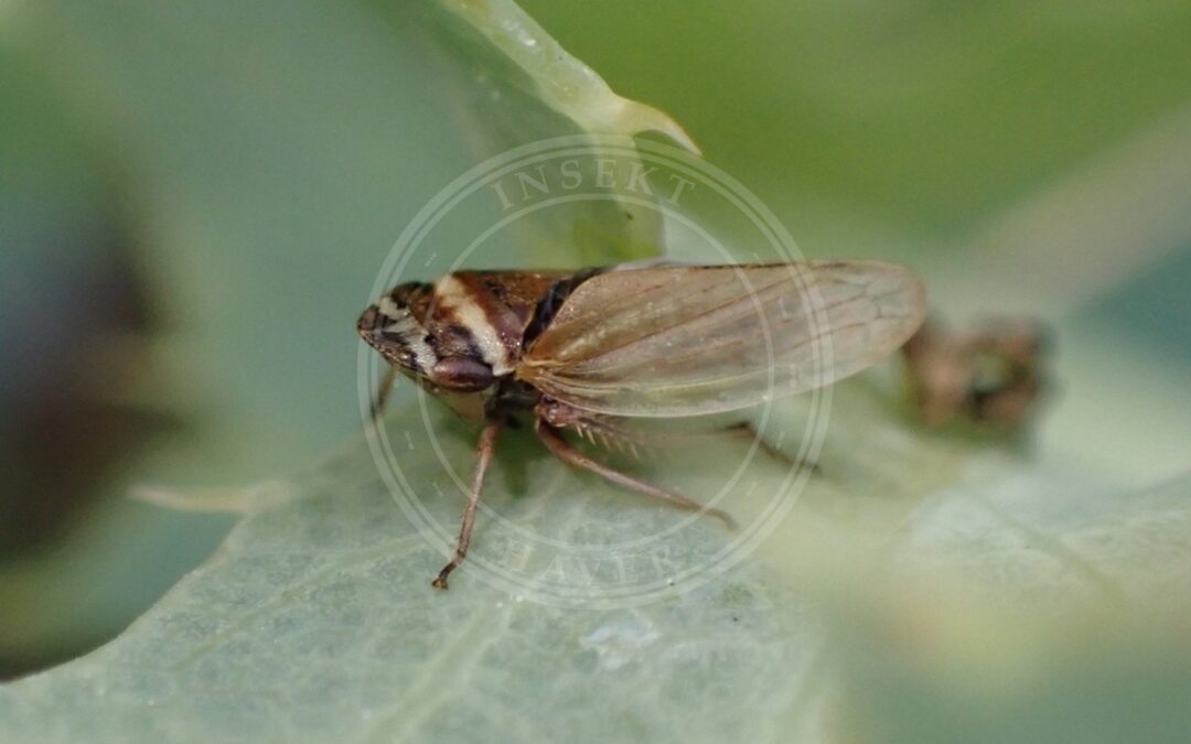 Her ses et billede af arten Kløverjordcikade (Aphrodes makarovi). Fotoet er taget af Adrien Cozannet og hentet fra iNaturalist (CC BY).