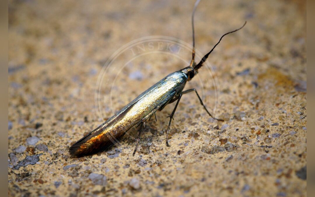 Her ses et billede af arten Kløversækmøl (Coleophora deauratella). Fotoet er taget af Ben Sale og hentet fra Wikimedia Commons (CC BY 2.0).