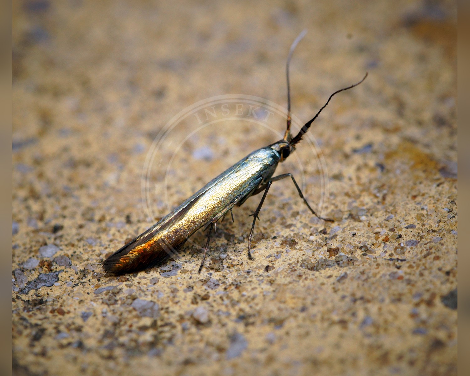 Her ses et billede af arten Kløversækmøl (Coleophora deauratella). Fotoet er taget af Ben Sale og hentet fra Wikimedia Commons (CC BY 2.0).
