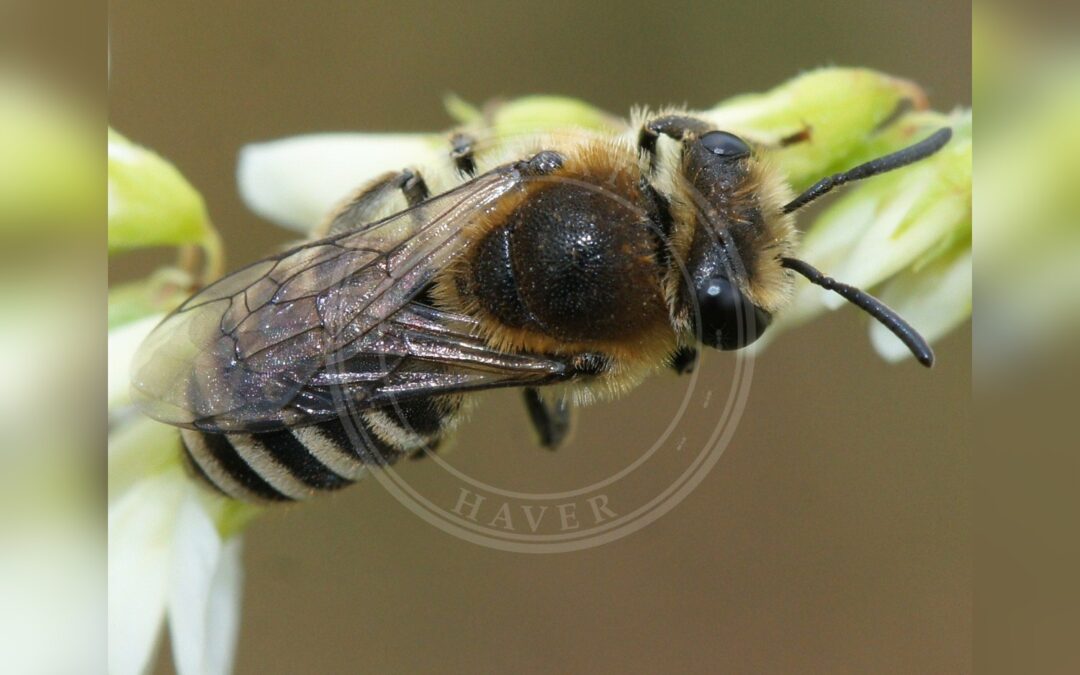 Her ses et billede af arten Kløversilkebi (Colletes marginatus). Fotoet er taget af Martin Andersson og hentet fra Wikimedia Commons (CC BY-SA 4.0).