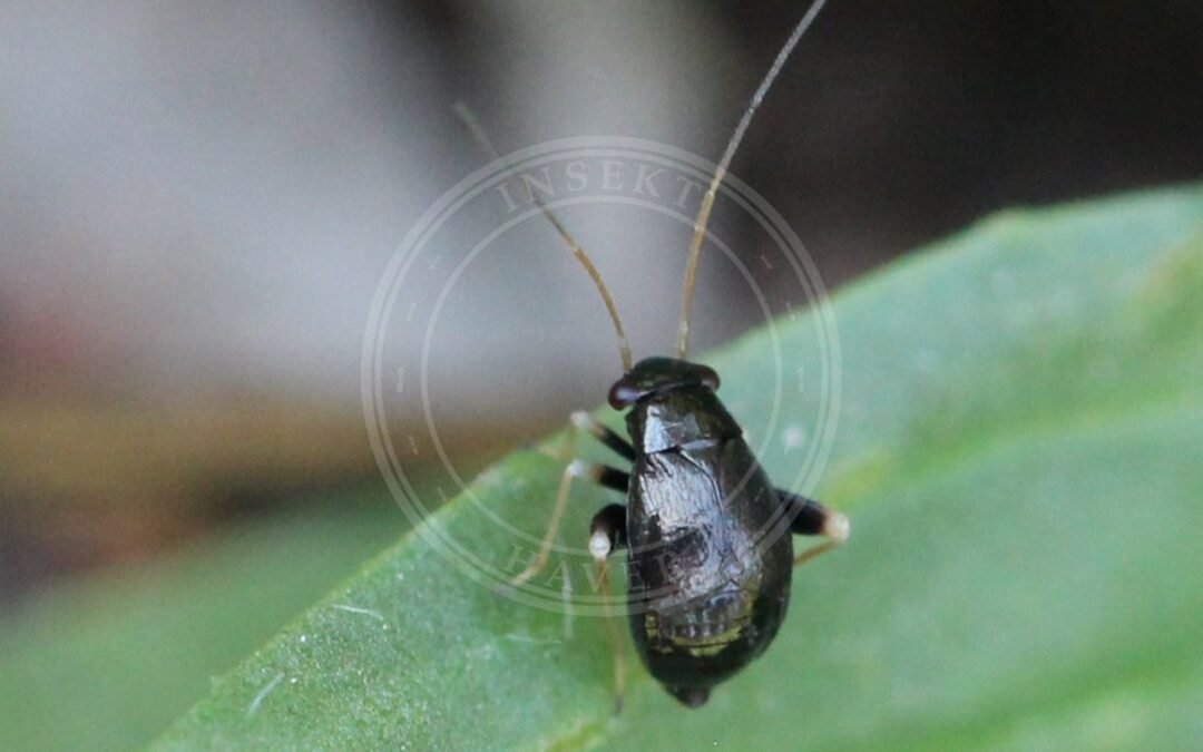 Her ses et billede af arten Kløvertæge (Halticus apterus). Fotoet er taget af AfroBrazilian og hentet fra Wikimedia Commons (CC BY-SA 4.0).