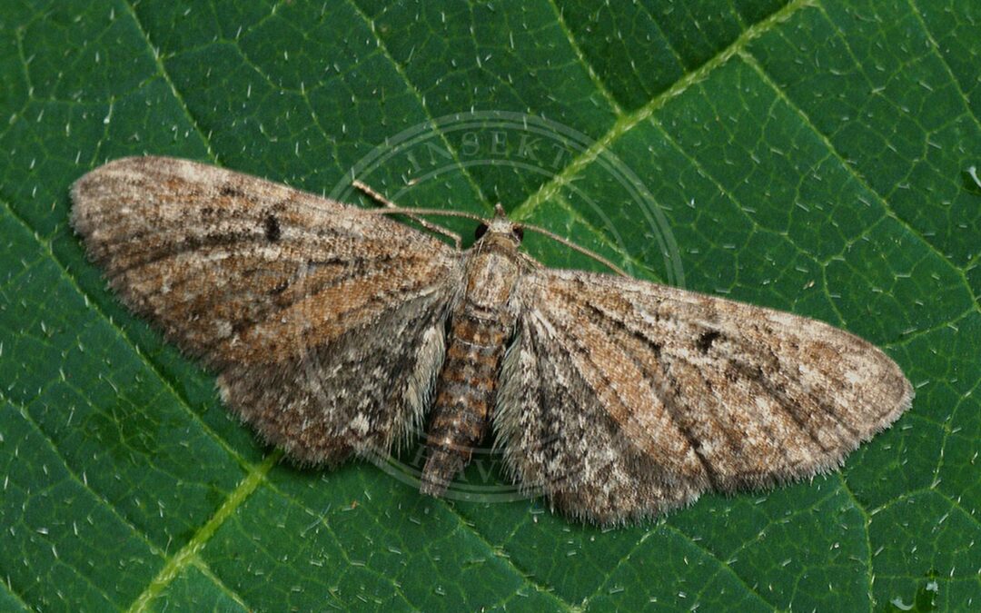 Her ses et billede af arten Klokkedværgmåler (Eupithecia denotata). Fotoet er taget af Ilia Ustyantsev og hentet fra Wikimedia Commons (CC BY-SA 2.0).