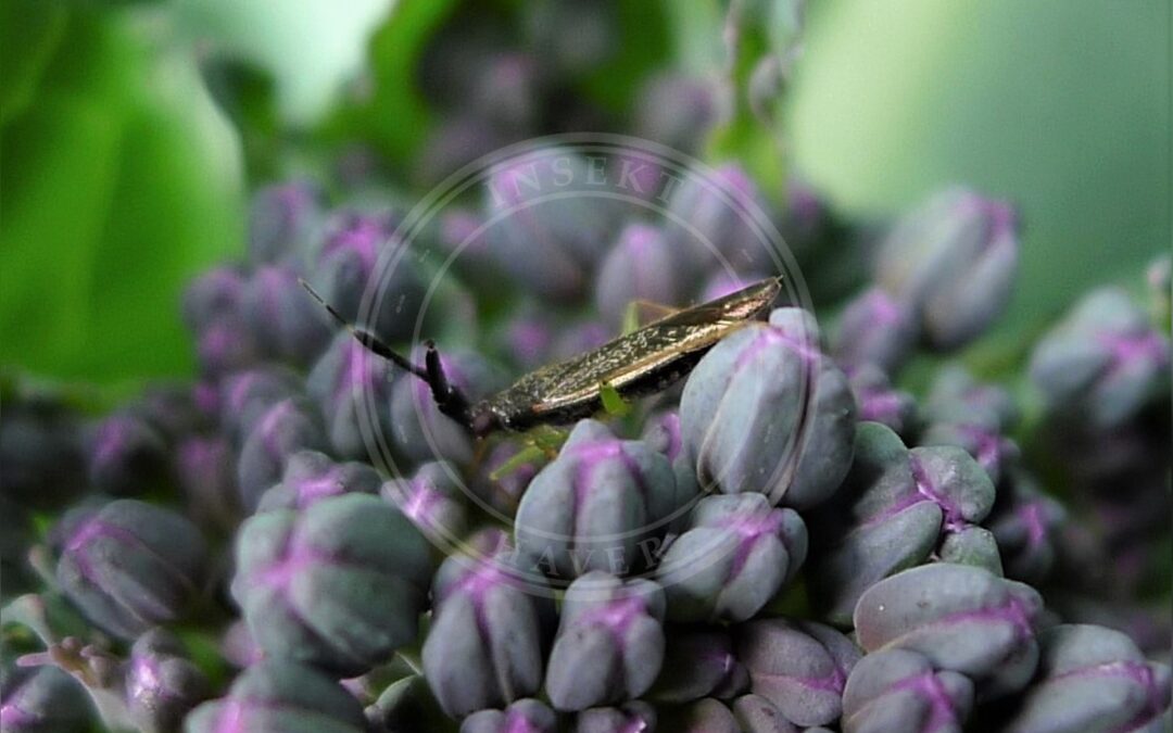 Her ses et billede af arten Køllehornet Blomstertæge (Heterotoma planicornis). Fotoet er taget af gailhampshire from Cradley, Malvern, U.K og hentet fra Wikimedia Commons (CC BY 2.0).