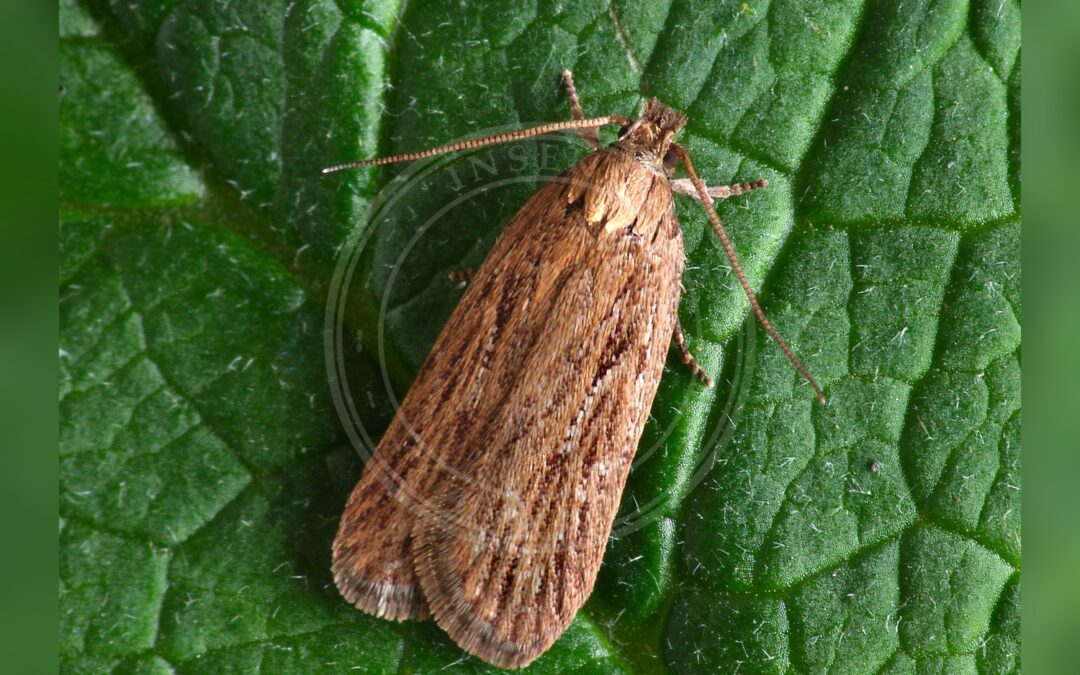 Her ses et billede af arten Kommenmøl (Depressaria daucella). Fotoet er taget af Patrick Clement og hentet fra Wikimedia Commons (CC BY 2.0).