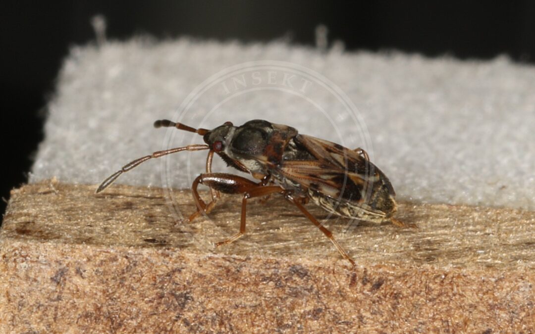 Her ses et billede af arten Kompost-Sumpfrøtæge (Scolopostethus affinis). Fotoet er taget af Donald Hobern og hentet fra Wikimedia Commons (CC BY 2.0).