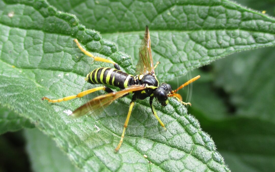 Her ses et billede af arten Kongelysbladhveps (Tenthredo scrophulariae). Fotoet er taget af Dat doris og hentet fra Wikimedia Commons (CC BY-SA 4.0).