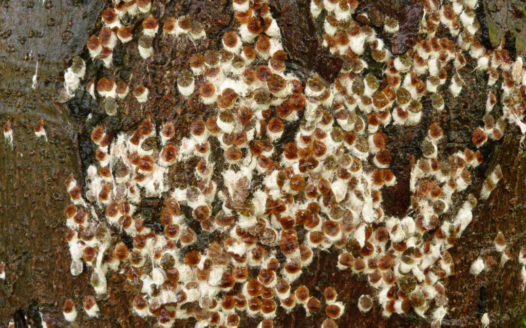 Her ses et billede af arten Kongeskjoldlus (Pulvinaria regalis). Fotoet er taget af Donald Hobern og hentet fra Wikimedia Commons (CC BY 2.0).