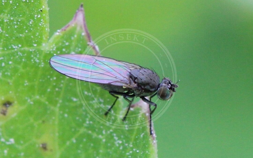 Her ses et billede af arten Kornbladflue (Hydrellia griseola). Fotoet er taget af AfroBrazilian og hentet fra Wikimedia Commons (CC BY-SA 4.0).