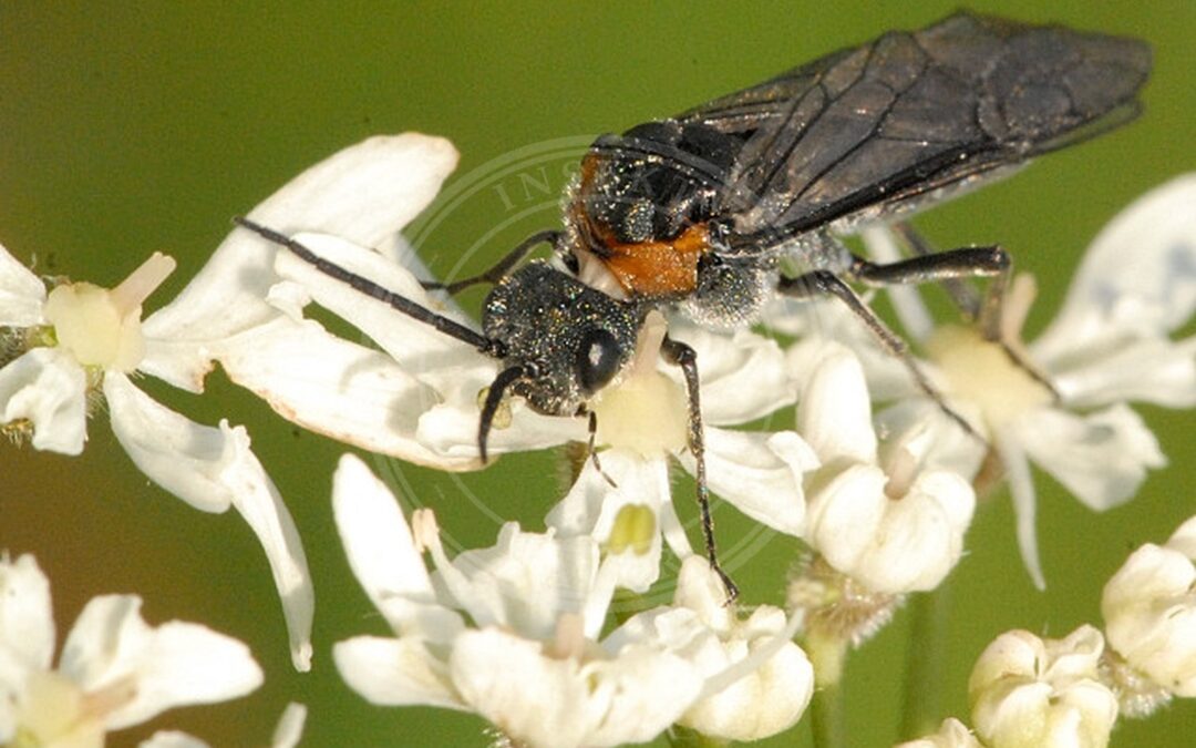 Her ses et billede af arten Kornbladhveps (Dolerus haematodes). Fotoet er taget af James K. Lindsey og hentet fra Wikimedia Commons (CC BY-SA 3.0).