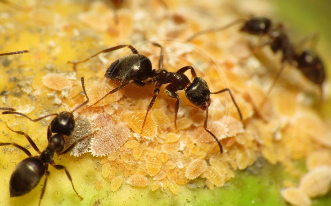 Her ses et billede af arten Kortfrynset Uldlus (Planococcus citri). Fotoet er taget af Katja Schulz from Washington, D. C., USA og hentet fra Wikimedia Commons (CC BY 2.0).