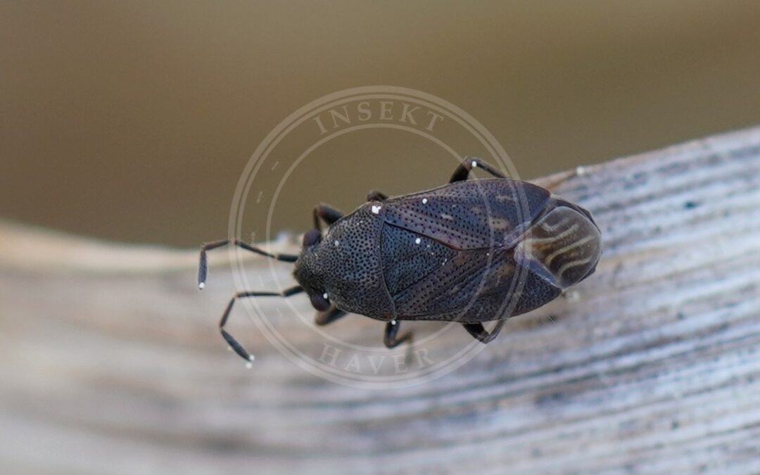 Her ses et billede af arten Korthåret Frøtæge (Stygnocoris fuligineus). Fotoet er taget af AfroBrazilian og hentet fra Wikimedia Commons (CC BY-SA 4.0).