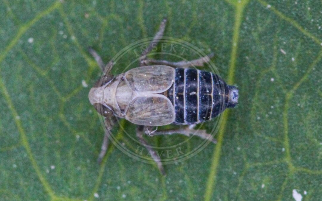 Her ses et billede af arten Kosswigianella exigua. Fotoet er taget af Emanuel Kern og hentet fra iNaturalist (CC BY).