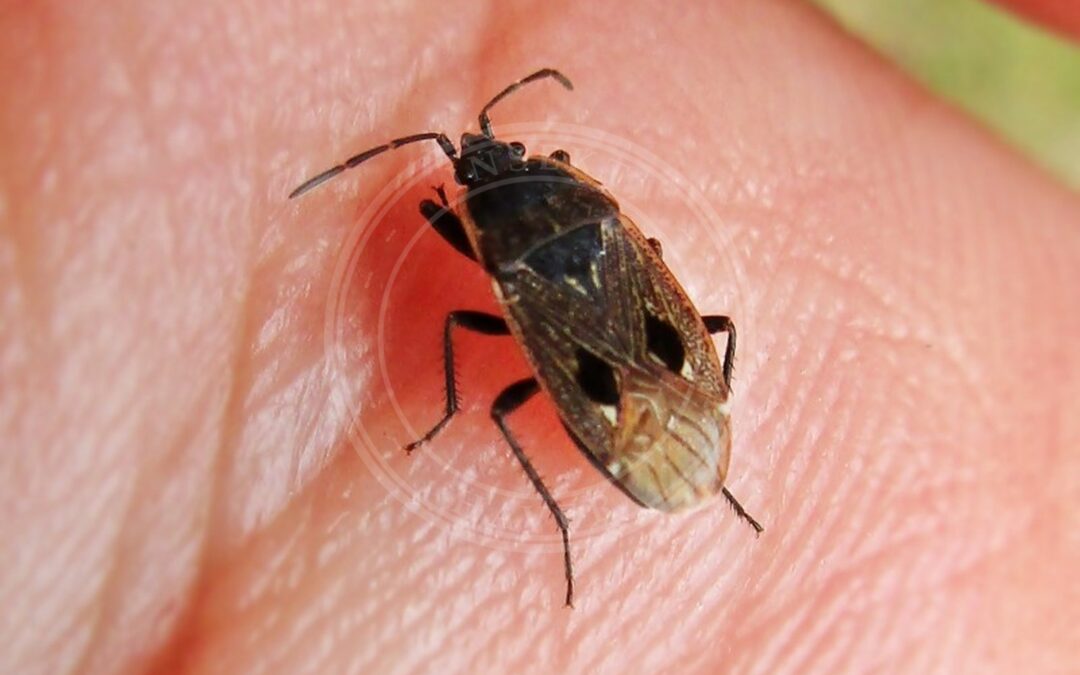 Her ses et billede af arten Kraftig Frøtæge (Graptopeltus lynceus). Fotoet er taget af Bj.schoenmakers og hentet fra Wikimedia Commons (CC0).