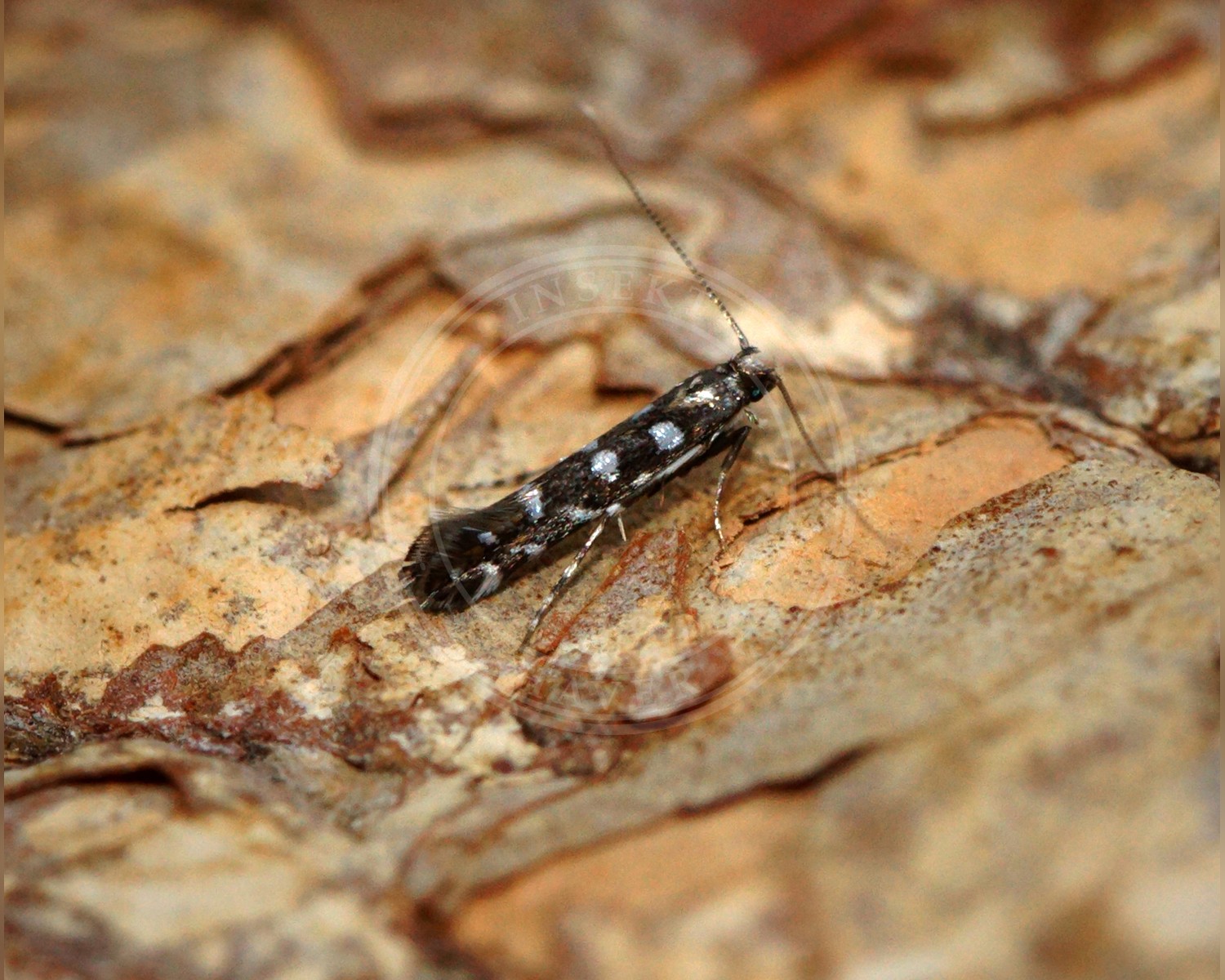 Her ses et billede af arten Krageklostyltemøl (Parectopa ononidis). Fotoet er taget af Ben Sale og hentet fra Wikimedia Commons (CC BY 2.0).