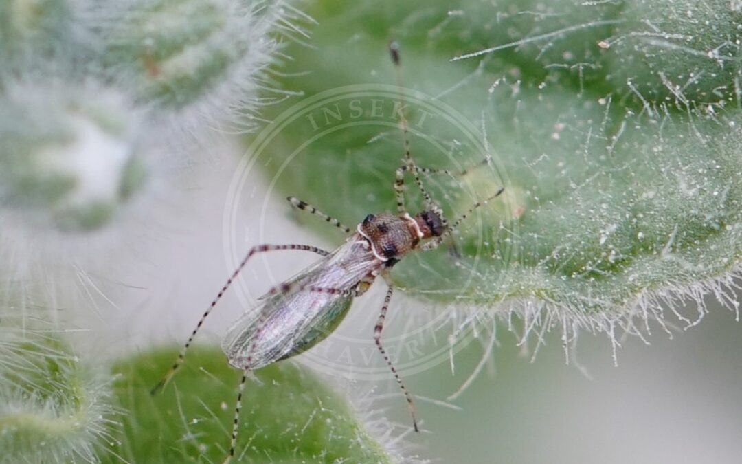 Her ses et billede af arten Krageklotæge (Gampsocoris punctipes). Fotoet er taget af AfroBrazilian og hentet fra Wikimedia Commons (CC BY-SA 4.0).