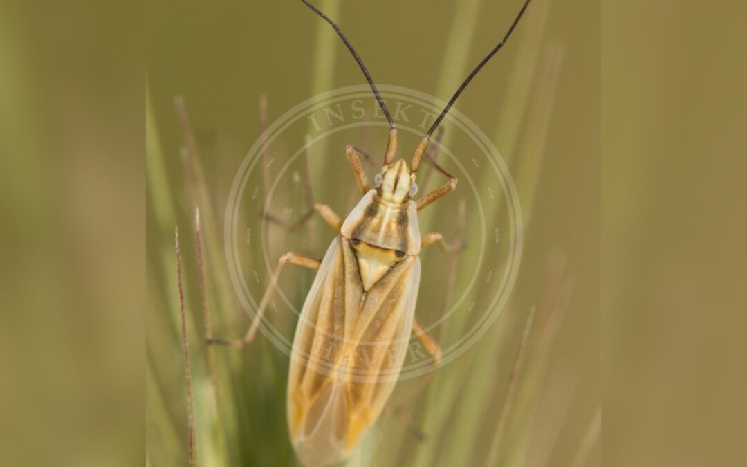 Her ses et billede af arten Kravegræstæge (Acetropis carinata). Fotoet er taget af Aleksandar Đukić og hentet fra Wikimedia Commons (CC BY-SA 4.0).