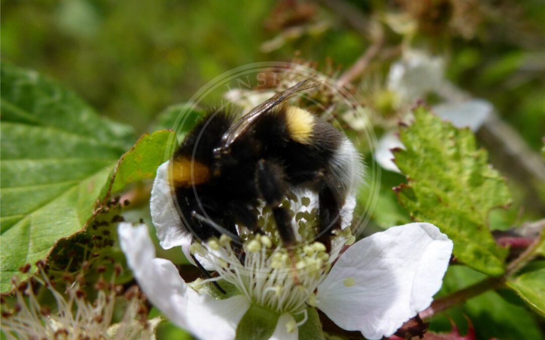 Kravejordhumle – Bombus magnus