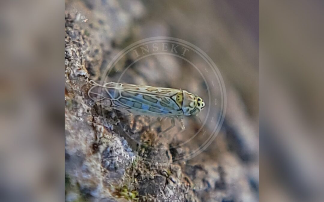 Her ses et billede af arten Krydderurtcikade (Eupteryx decemnotata). Fotoet er taget af Theo Summer og hentet fra Wikimedia Commons (CC BY 4.0).