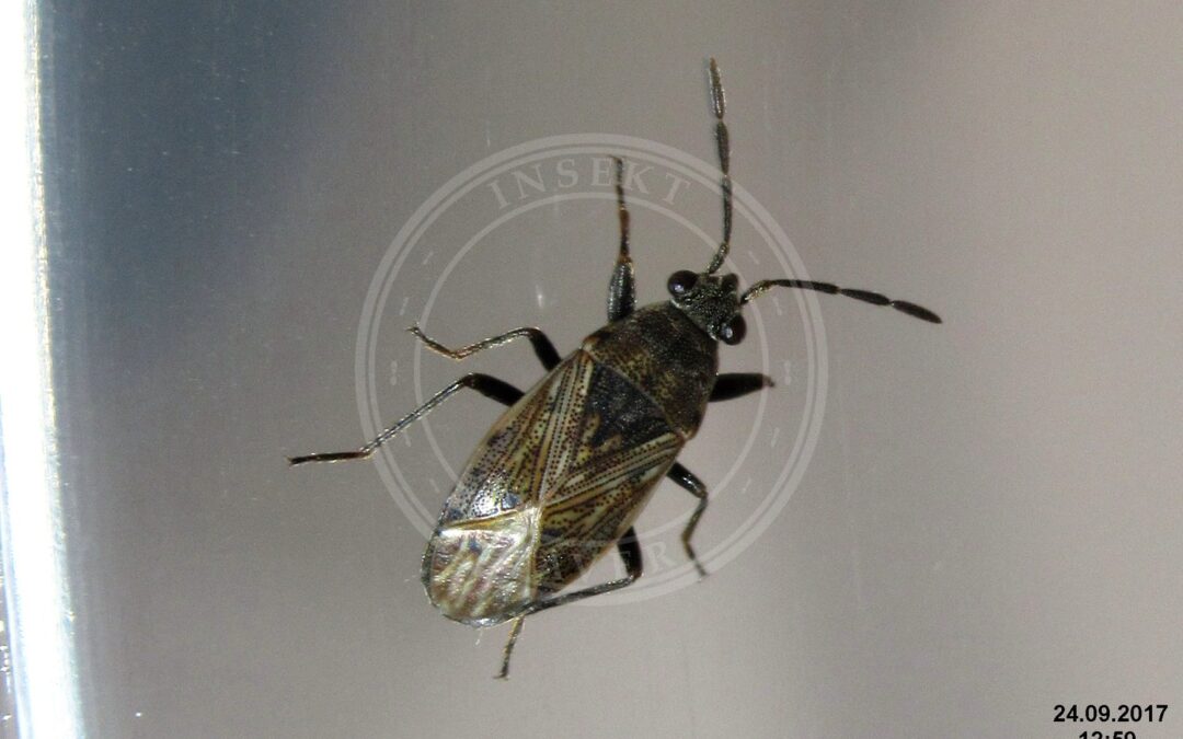 Her ses et billede af arten Kurvblomstfrøtæge (Nysius ericae). Fotoet er taget af David Short og hentet fra Wikimedia Commons (CC BY 2.0).