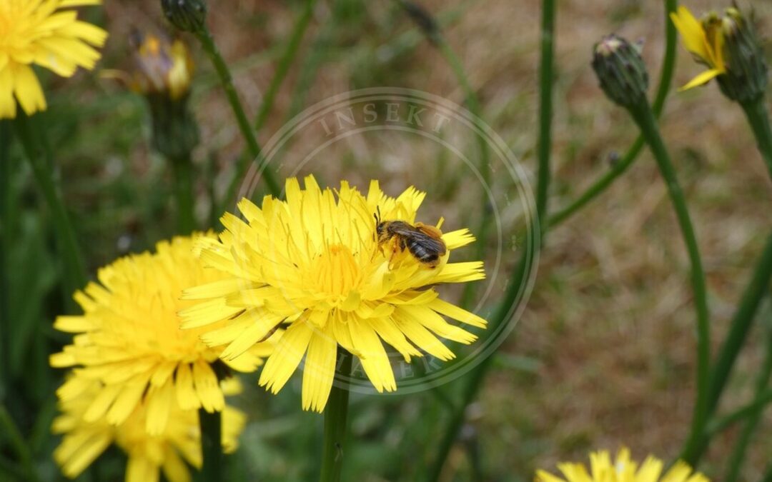 Her ses et billede af arten Kurvjordbi (Andrena fulvago). Fotoet er taget af Tony King og hentet fra iNaturalist (CC BY).