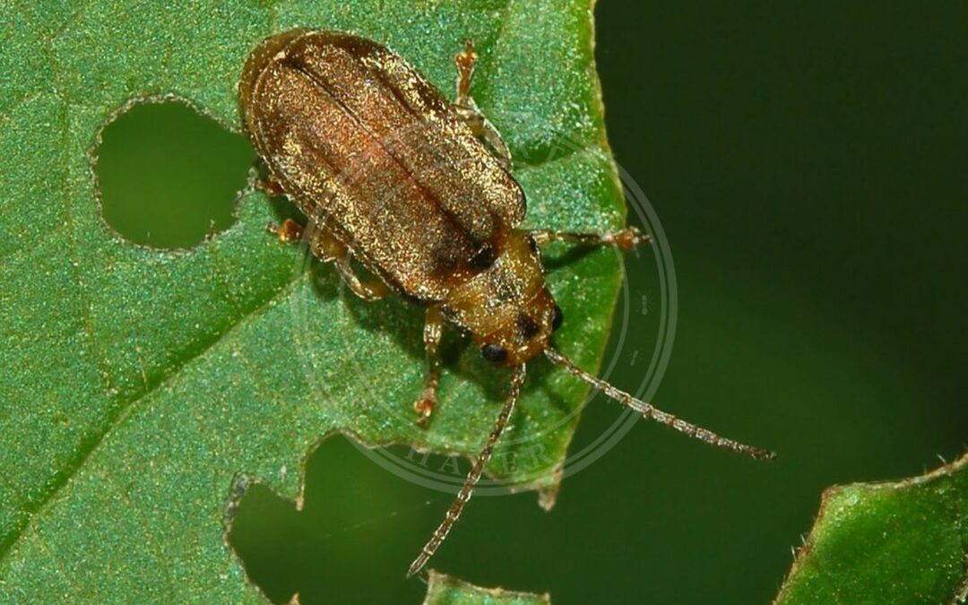 Her ses et billede af arten Kvalkvedbladbille (Pyrrhalta viburni). Fotoet er taget af Hectonichus og hentet fra Wikimedia Commons (CC BY-SA 3.0).