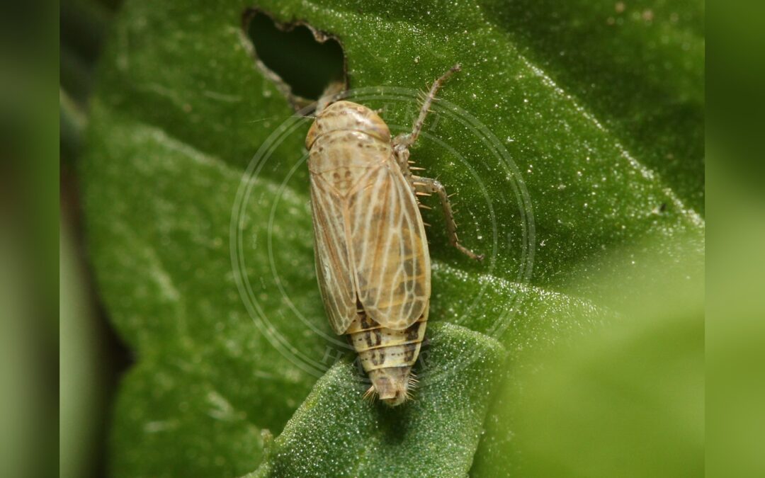 Her ses et billede af arten Kvikgræscikade (Streptanus aemulans). Fotoet er taget af MurderSpagurder og hentet fra Wikimedia Commons (CC BY 4.0).