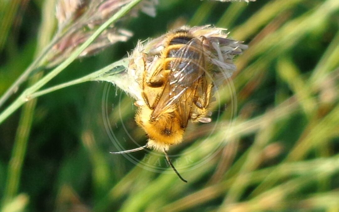 Kystbladskærerbi – Megachile maritima