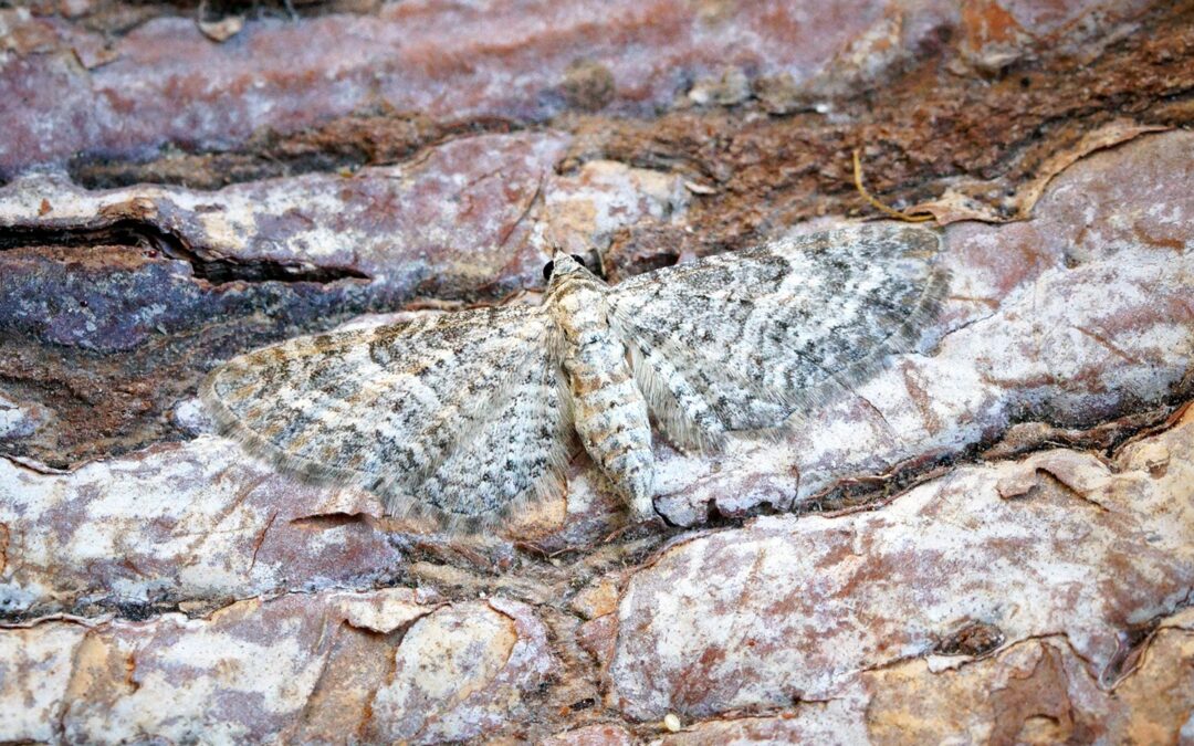 Her ses et billede af arten Kystdværgmåler (Eupithecia subumbrata). Fotoet er taget af Ben Sale og hentet fra Wikimedia Commons (CC BY 2.0).