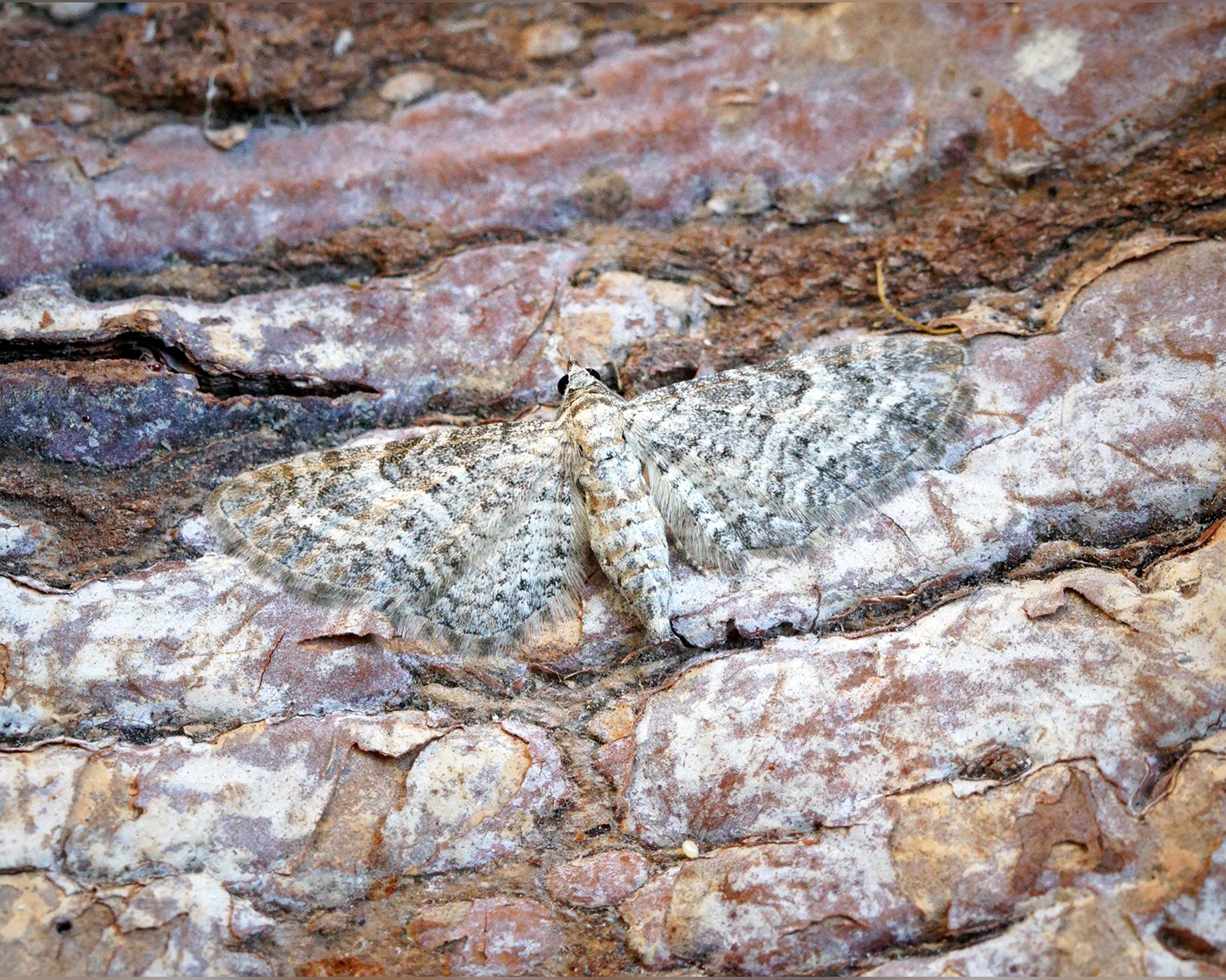 Her ses et billede af arten Kystdværgmåler (Eupithecia subumbrata). Fotoet er taget af Ben Sale og hentet fra Wikimedia Commons (CC BY 2.0).