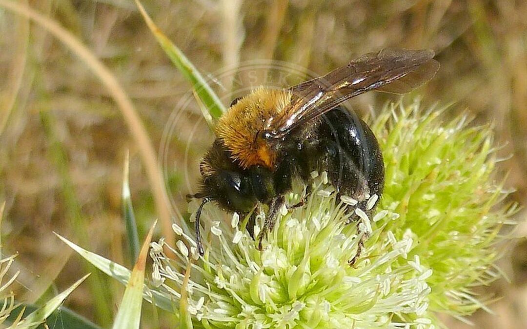 Kystjordbi – Andrena thoracica