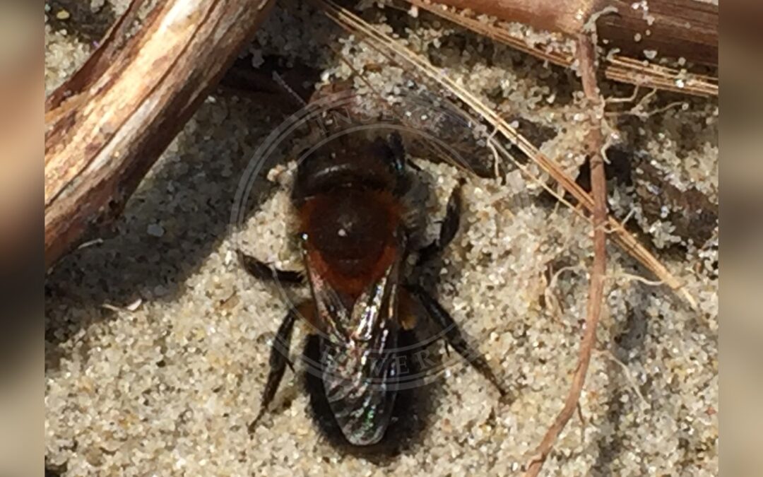 Her ses et billede af arten Kystmurerbi (Osmia maritima). Fotoet er taget af Frode Ødegaard/Norsk institutt for naturforskning og hentet fra Wikimedia Commons (CC BY 4.0).