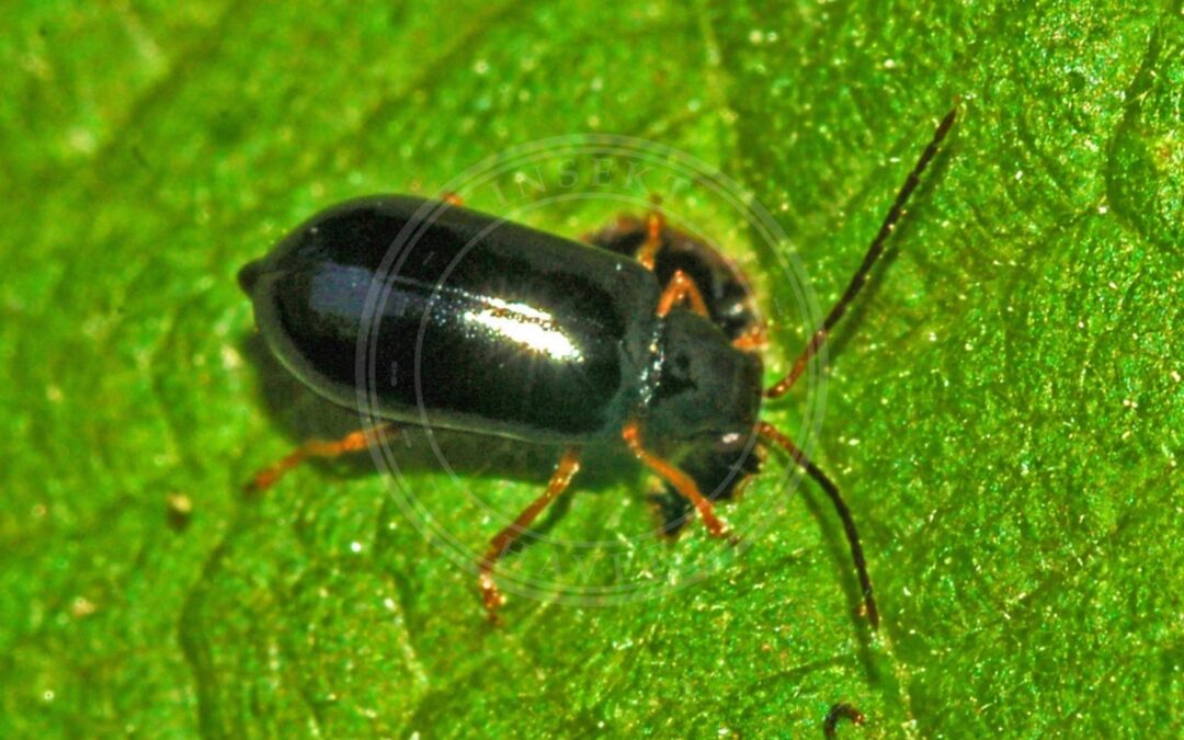 Her ses et billede af arten Langhornet Bladbille (Luperus longicornis). Fotoet er taget af Hectonichus og hentet fra Wikimedia Commons (CC BY-SA 3.0).