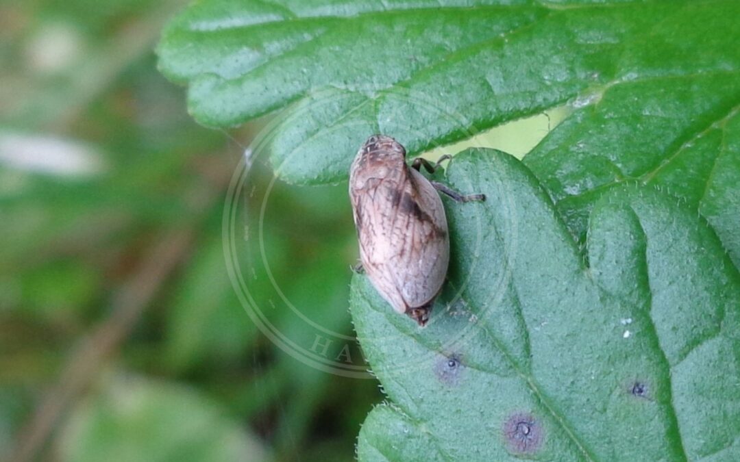 Her ses et billede af arten Lepyronia coleoptrata. Fotoet er taget af AfroBrazilian og hentet fra Wikimedia Commons (CC BY-SA 3.0).