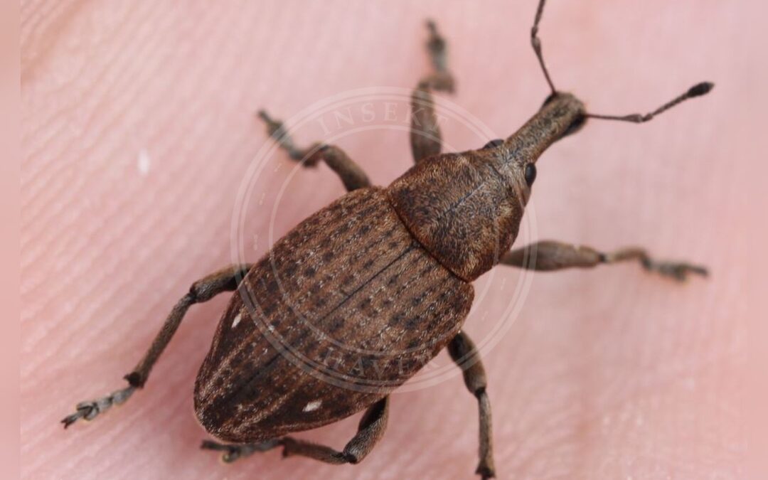 Her ses et billede af arten Lepyrus capucinus. Fotoet er taget af Slimguy og hentet fra Wikimedia Commons (CC BY 4.0).