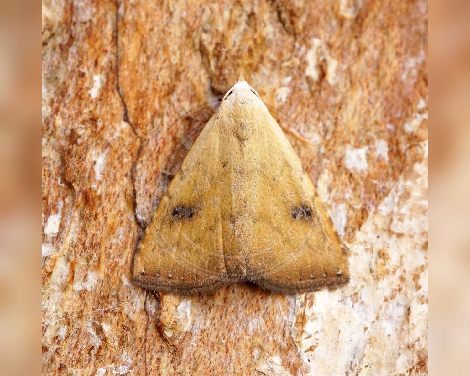 Her ses et billede af arten Lille Å-Ugle (Rivula sericealis). Fotoet er taget af Ben Sale og hentet fra Wikimedia Commons (CC BY 2.0).