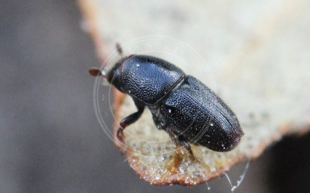 Her ses et billede af arten Lille Æblebarkbille (Scolytus rugulosus). Fotoet er taget af AfroBrazilian og hentet fra Wikimedia Commons (CC BY-SA 4.0).