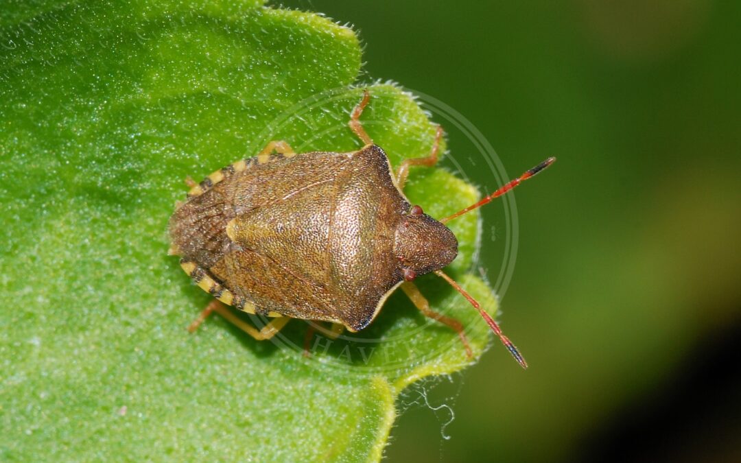 Her ses et billede af arten Lille Bærtæge (Peribalus strictus). Fotoet er taget af Alvesgaspar og hentet fra Wikimedia Commons (CC BY-SA 4.0).