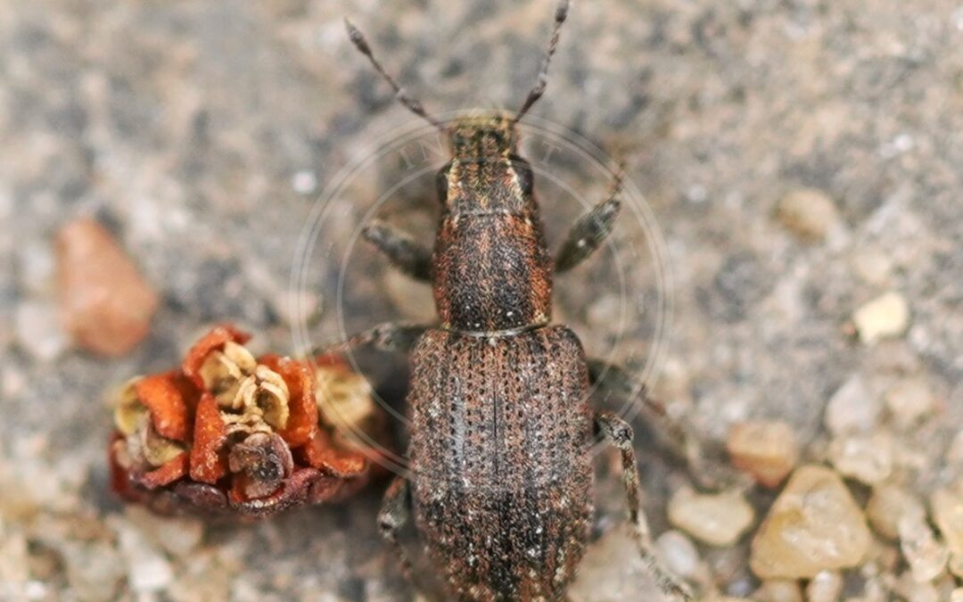 Her ses et billede af arten Lille Bladrandbille (Sitona sulcifrons). Fotoet er taget af AfroBrazilian og hentet fra Wikimedia Commons (CC BY-SA 4.0).