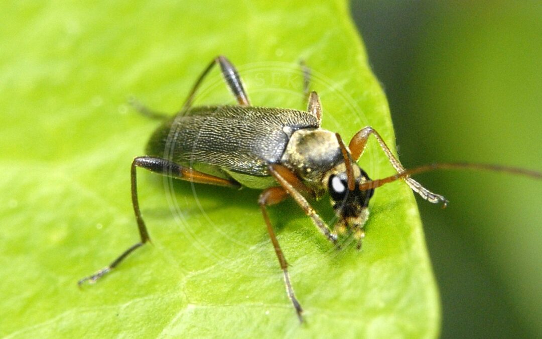 Her ses et billede af arten Lille Blomsterbuk (Grammoptera ruficornis). Fotoet er taget af Hectonichus og hentet fra Wikimedia Commons (CC BY-SA 4.0).