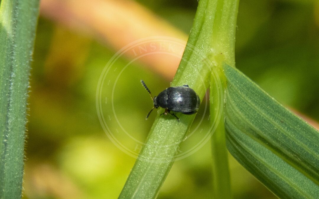 Her ses et billede af arten Lille Bønnebille (Bruchus loti). Fotoet er taget af Óscar Sampedro og hentet fra iNaturalist (CC BY).