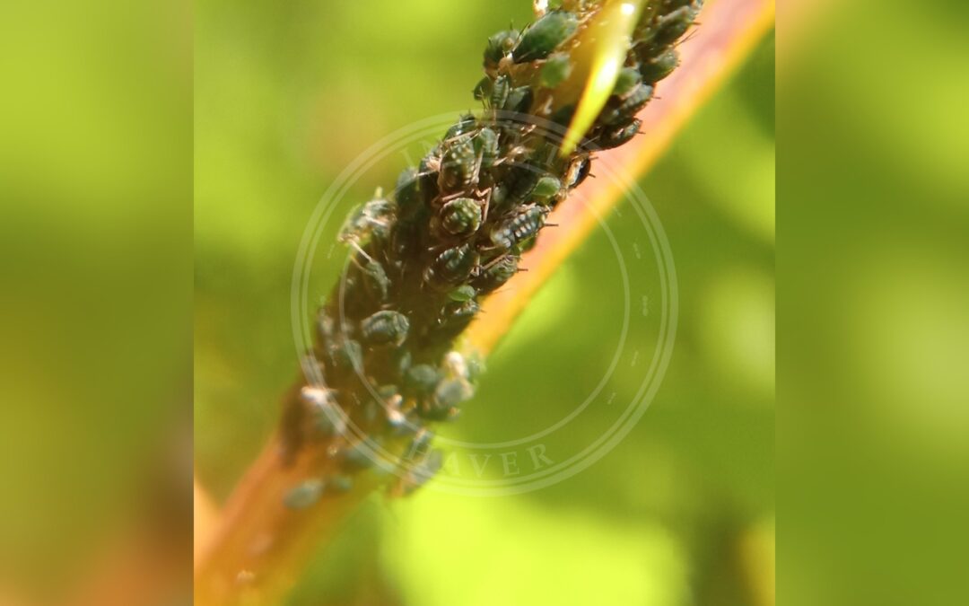 Her ses et billede af arten Lille Brombærbladlus (Aphis ruborum). Billedet er hentet fra iNaturalist (CC0).