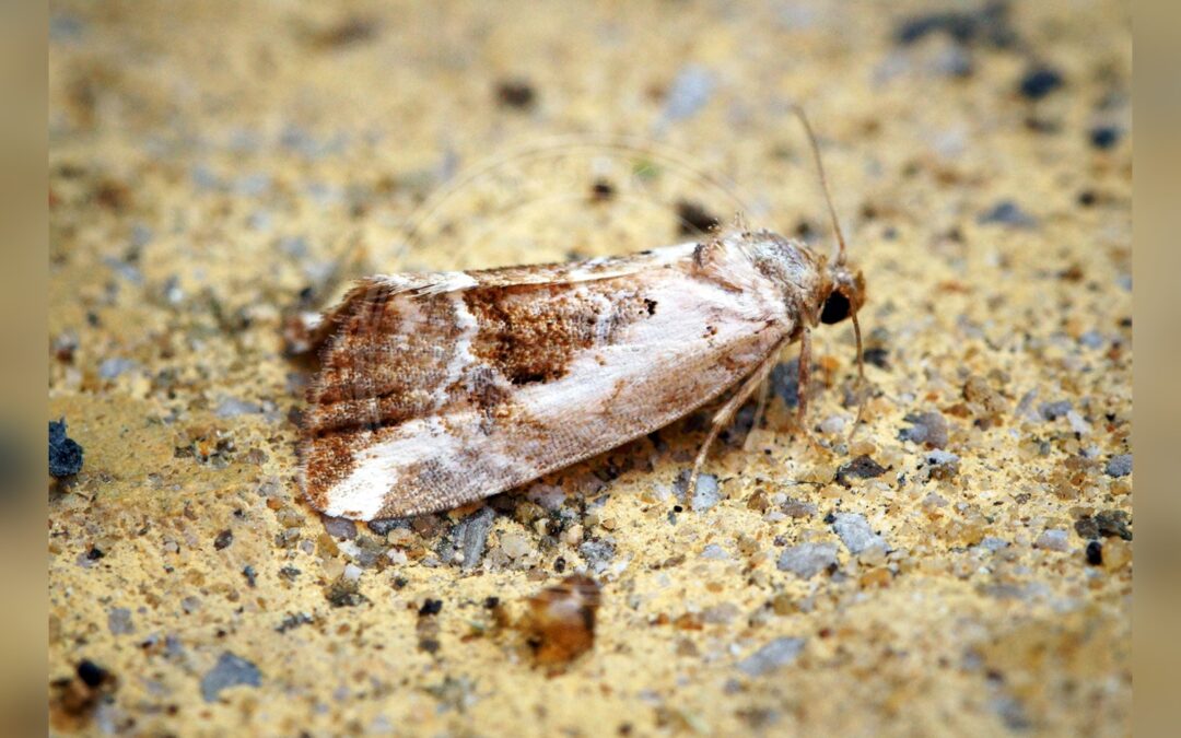 Her ses et billede af arten Lille Charmeugle (Elaphria venustula). Fotoet er taget af Ben Sale og hentet fra Wikimedia Commons (CC BY 2.0).