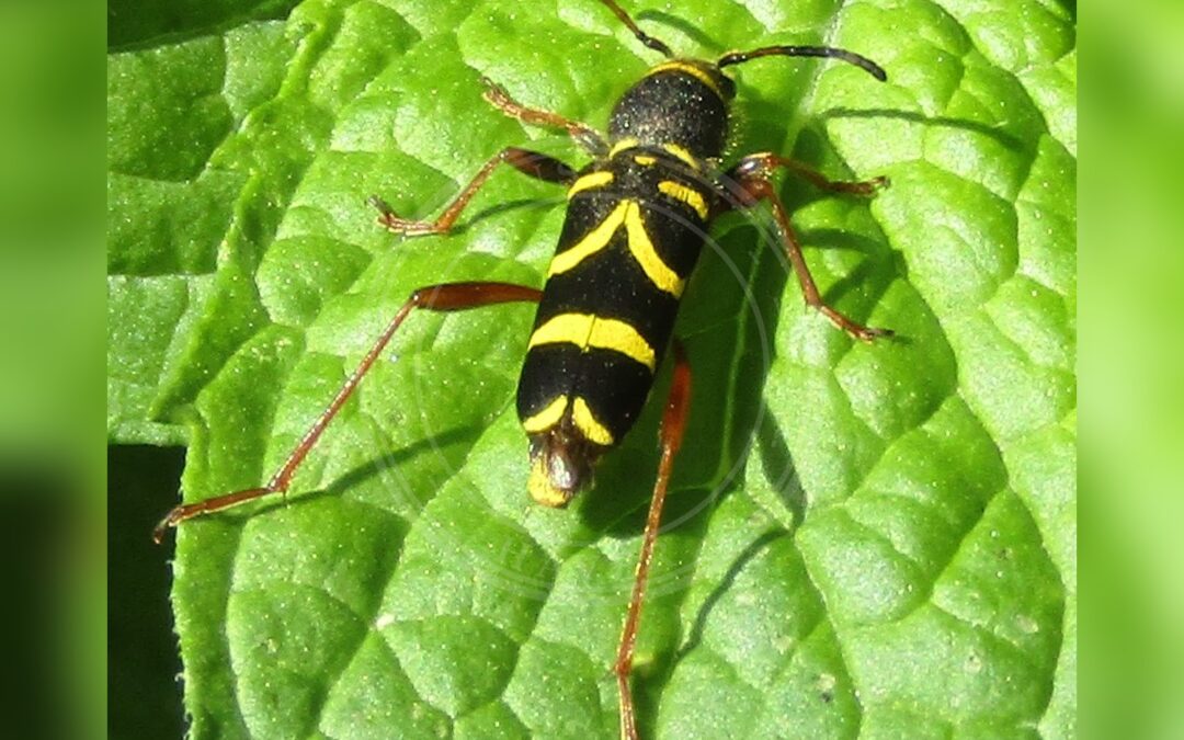 Her ses et billede af arten Lille Hvepsebuk (Clytus arietis). Fotoet er taget af Kolforn (Kolforn) I'd appreciate if you could mail me (Kolforn@gmail.com) if you want to use this picture out of the Wikimedia project scope. This file is licensed under the Creative Commons Attribution-Share Alike 4.0 International license. You are free: to share – to copy, distribute and transmit the work to remix – to adapt the work Under the following conditions: attribution – You must give appropriate credit, provide a link to the license, and indicate if changes were made. You may do so in any reasonable manner, but not in any way that suggests the licensor endorses you or your use. share alike – If you remix, transform, or build upon the material, you must distribute your contributions under the same or compatible license as the original.https://creativecommons.org/licenses/by-sa/4.0CC BY-SA 4.0 Creative Commons Attribution-Share Alike 4.0 truetrue og hentet fra Wikimedia Commons (CC BY-SA 4.0).