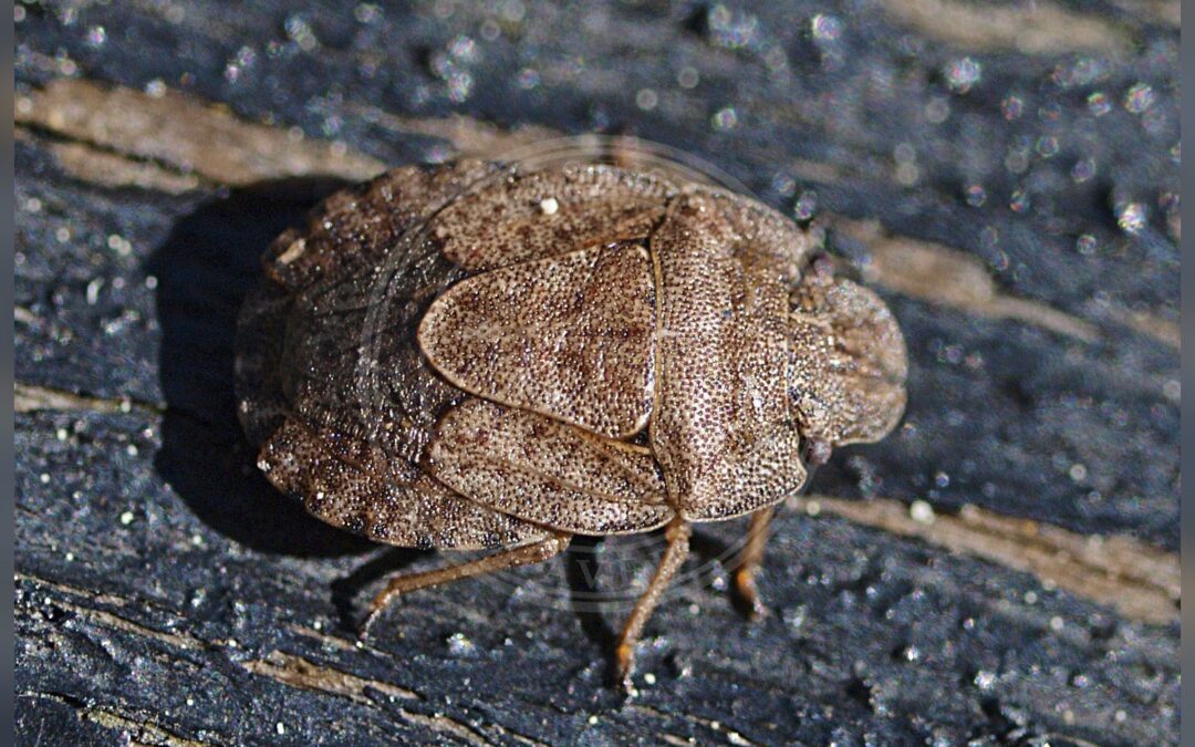 Her ses et billede af arten Lille Kranstæge (Sciocoris cursitans). Fotoet er taget af Line Sabroe og hentet fra Wikimedia Commons (CC BY 2.0).