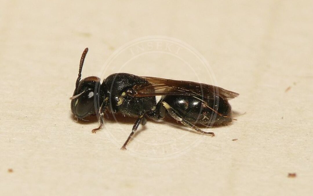 Her ses et billede af arten Lille Maskebi (Hylaeus brevicornis). Fotoet er taget af Dick Belgers (Waarneming.nl) og hentet fra Wikimedia Commons (CC BY 3.0).