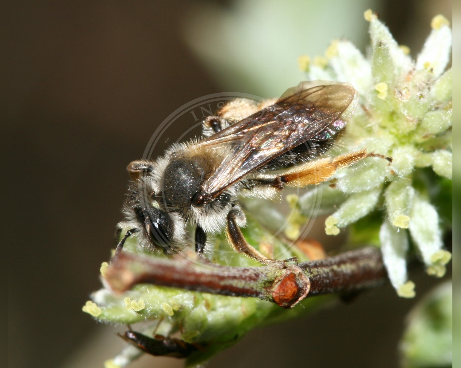 Her ses et billede af arten Lille Pilejordbi (Andrena ruficrus). Fotoet er taget af S. Rae og hentet fra Wikimedia Commons (CC BY 2.0).