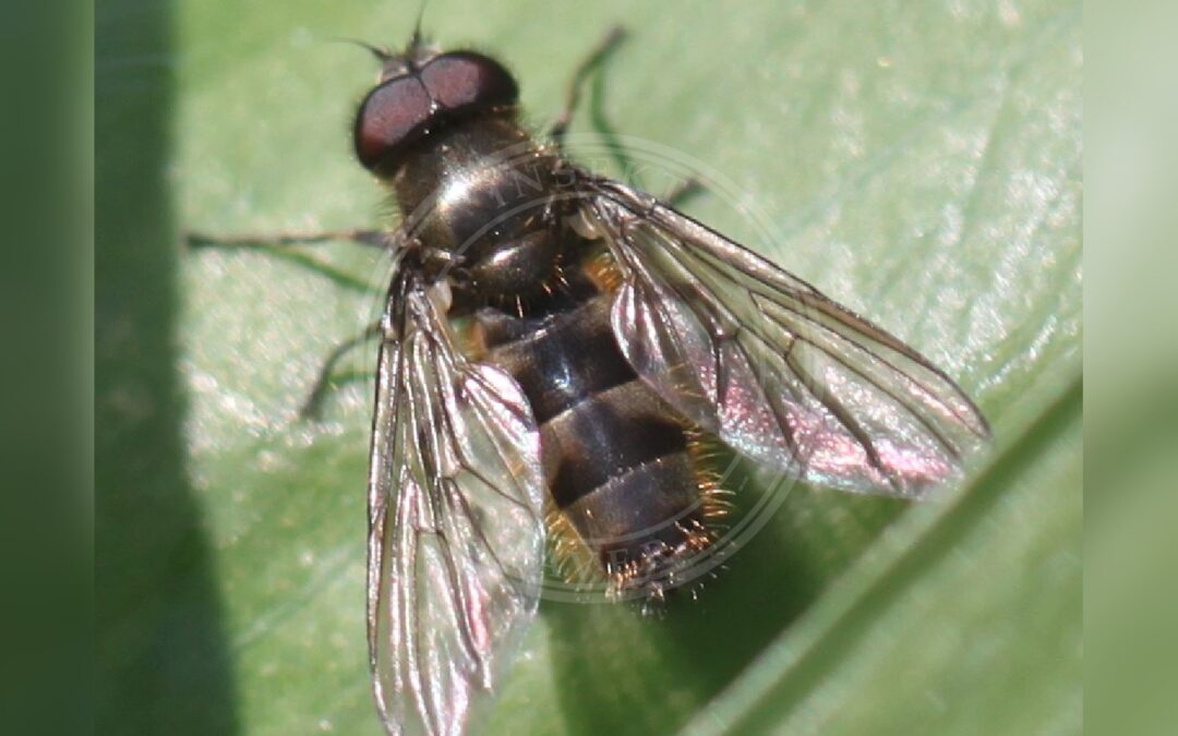 Her ses et billede af arten Lille Ramsløgsvirreflue (Cheilosia fasciata). Fotoet er taget af Slimguy og hentet fra Wikimedia Commons (CC BY 4.0).