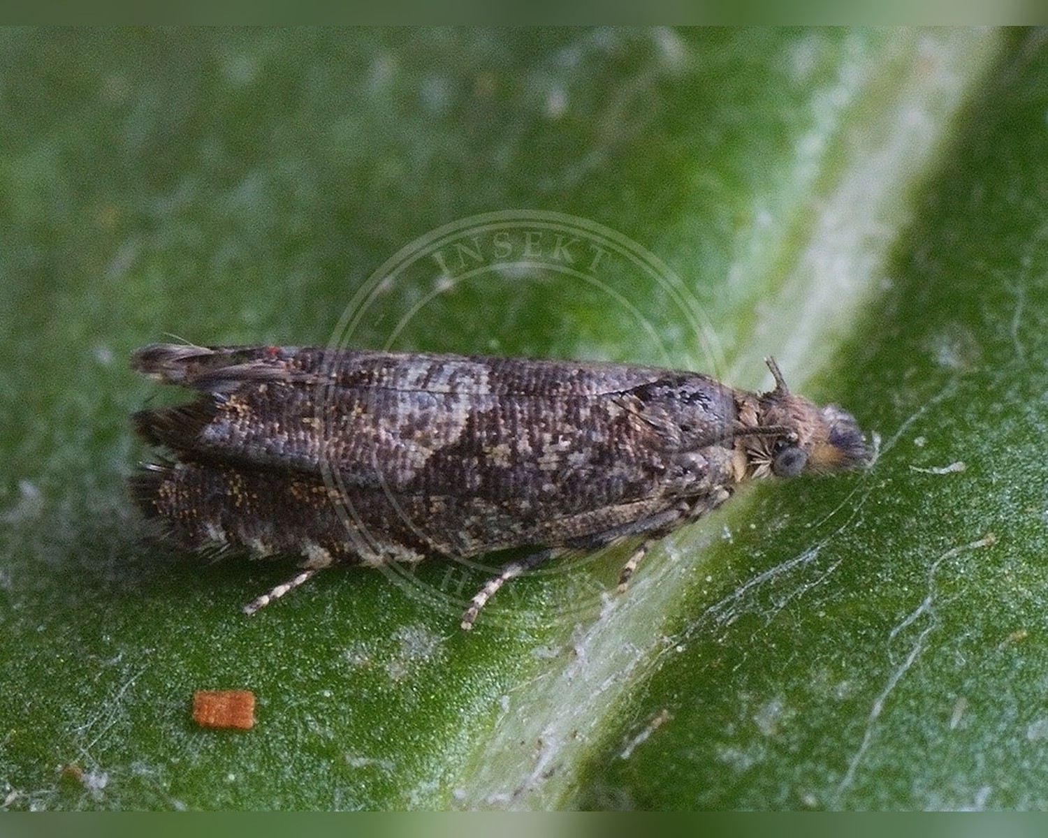 Her ses et billede af arten Lille Rejnfanrodvikler (Dichrorampha agilana). Fotoet er taget af Ilia Ustyantsev og hentet fra Wikimedia Commons (CC BY-SA 2.0).